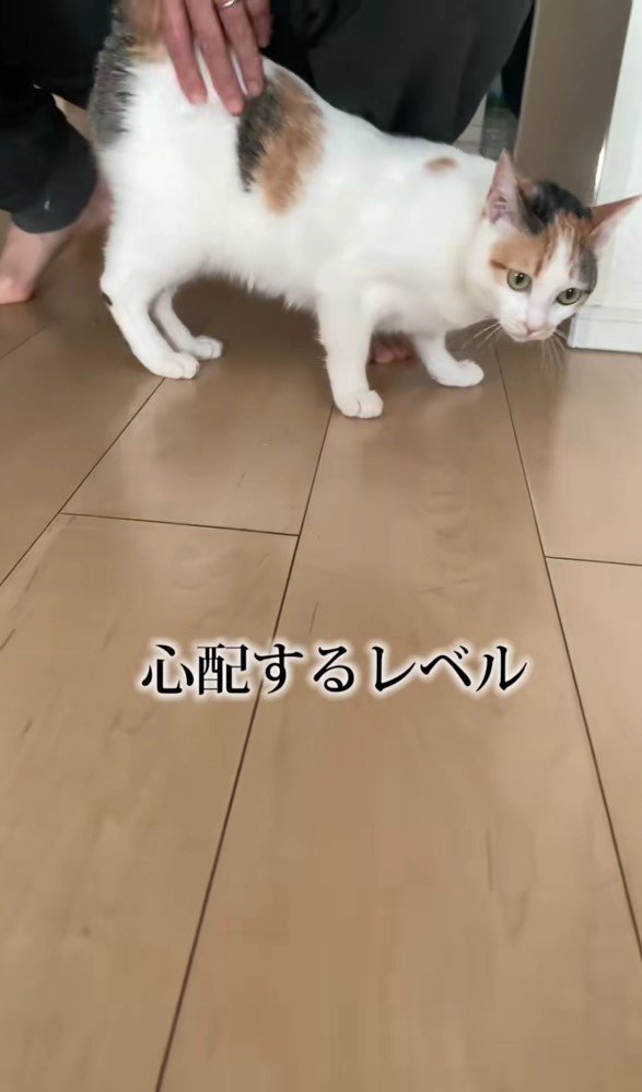 なでてもらっているプリコちゃん