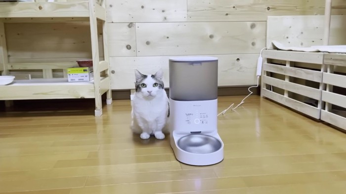 給餌器と並ぶ猫