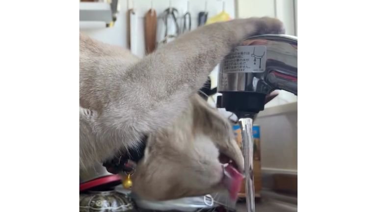 水を飲む猫