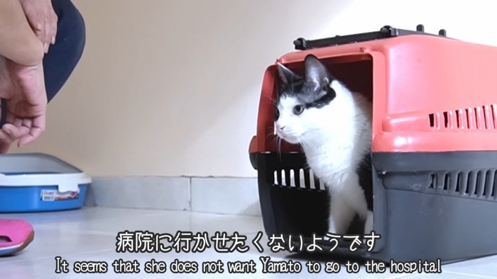 キャリーに入る猫