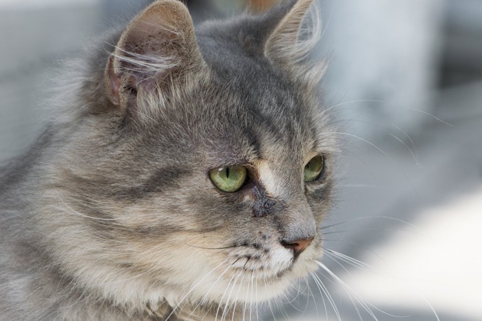 悲しげな表情の猫