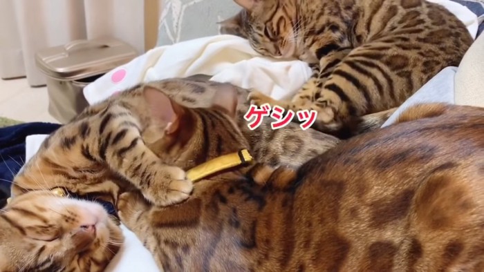 寝ている3匹の猫