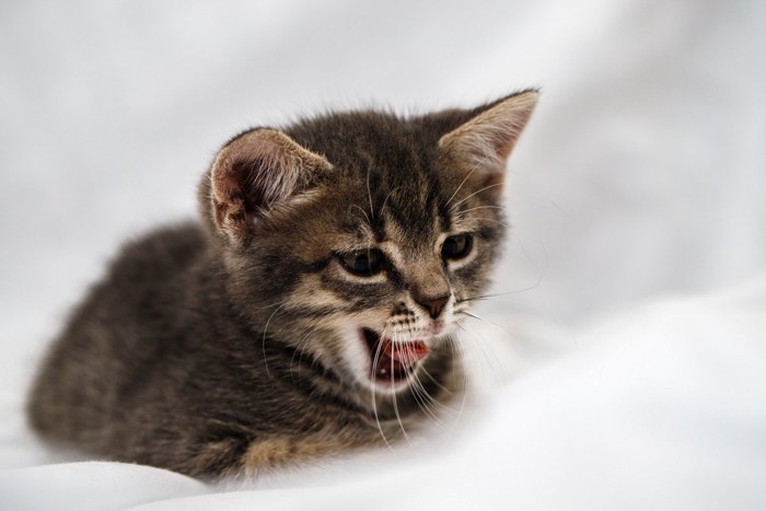 口を開ける子猫