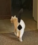 珍しい柄猫19