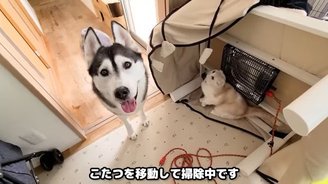 立てかけたこたつと犬と猫