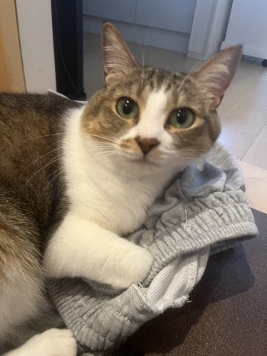 ズボンに乗って目を輝かせている猫の様子