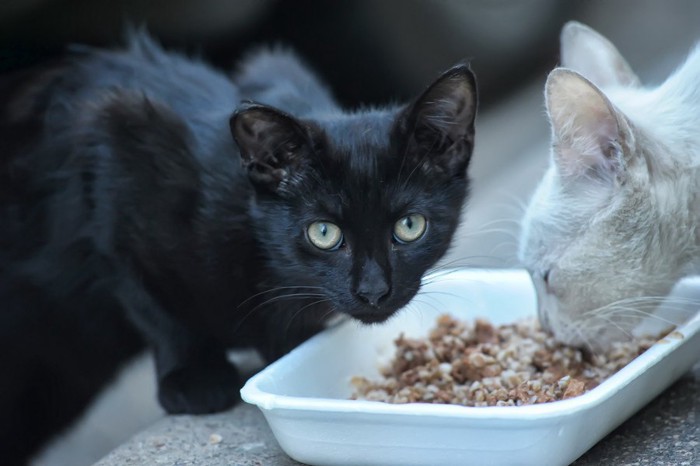 ご飯を食べる2匹の猫