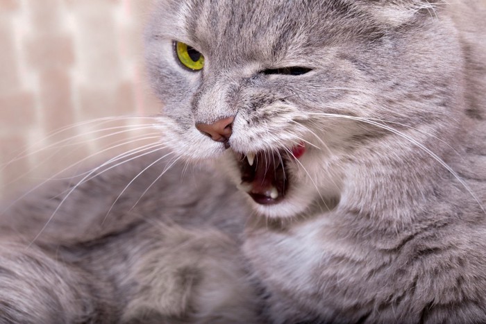 口を開ける猫