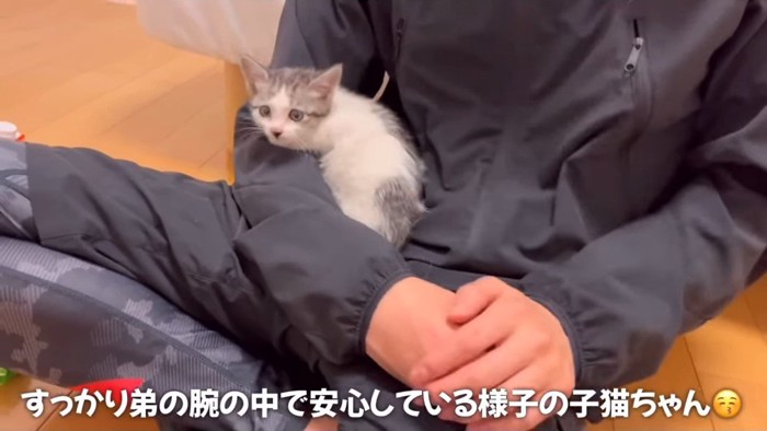 人の腕の中に収まる子猫