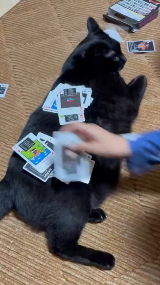 ゆったり座りこむ黒猫と飼い主の手が素早く動いている様子