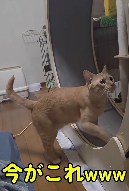 キャットホイールを回す猫
