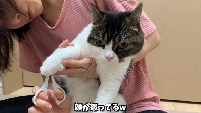 前足の毛をカットされる猫