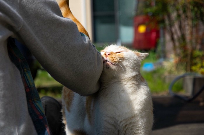 人にすり寄る猫