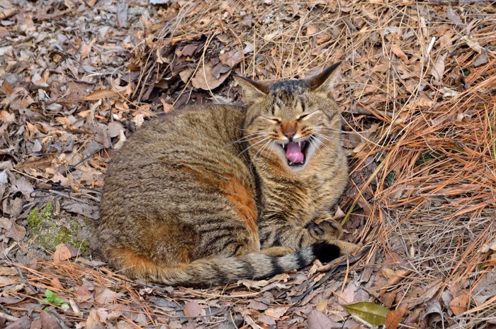 あくびする野良猫