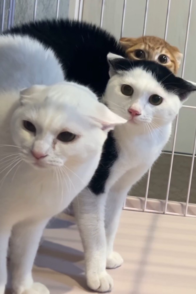 並んだ猫たち