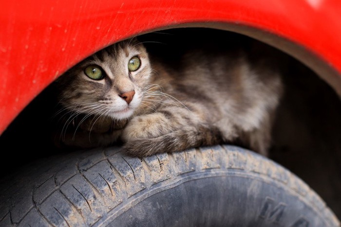 タイヤの隙間にもぐりこんだ猫