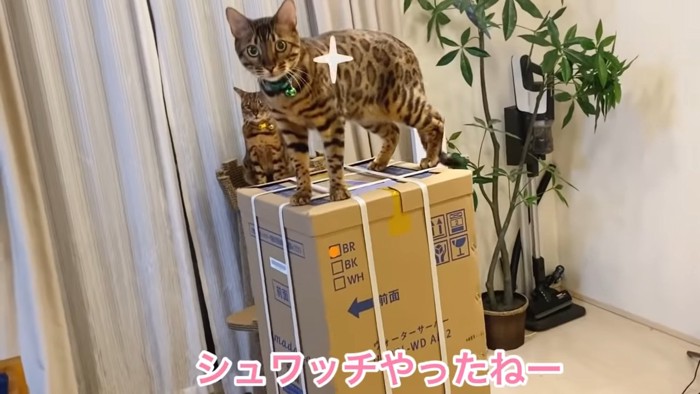 箱の上に立つ猫