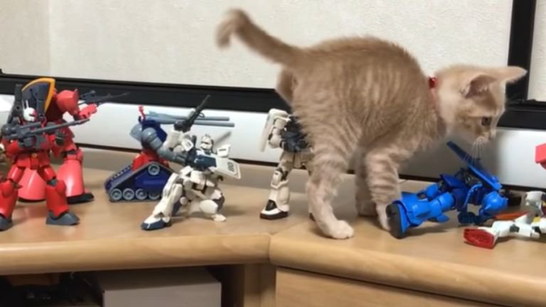 ガンプラが飾ってある棚を歩く猫