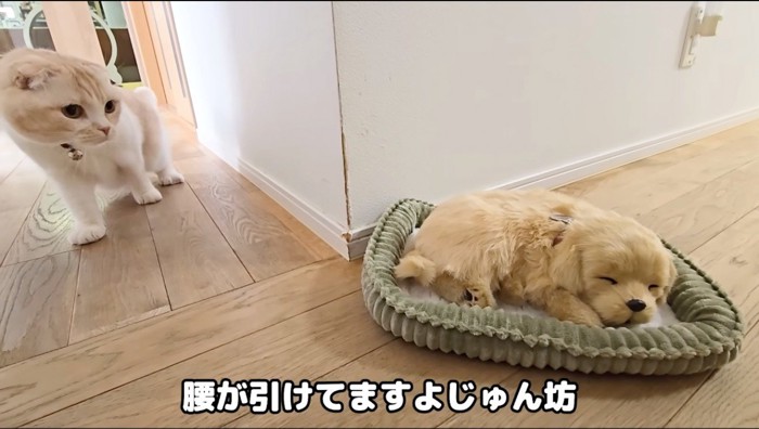 子犬のぬいぐるみを遠巻きに見つめる猫