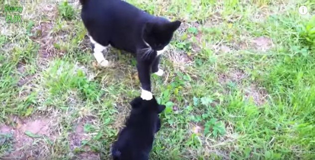 子犬の頭を押さえる猫