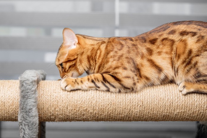 水平面に爪とぎ中の猫