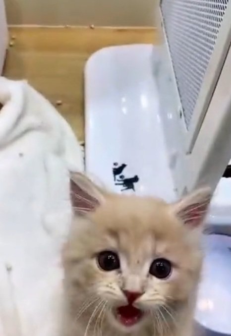 ショーケースの中から正面を見て鳴いている子猫