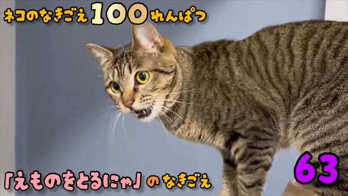 口を開けて下を見ている猫