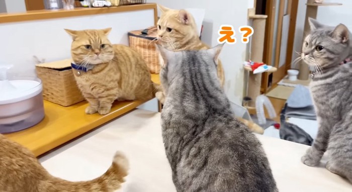 見つめる猫