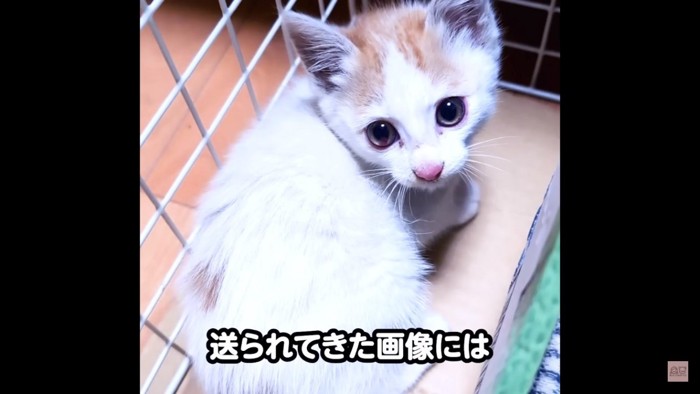 保護された子猫