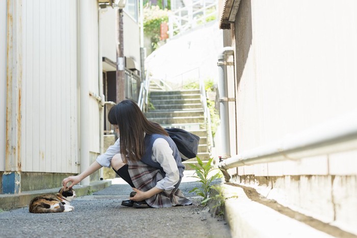 しゃがんで野良猫を撫でる女子高生