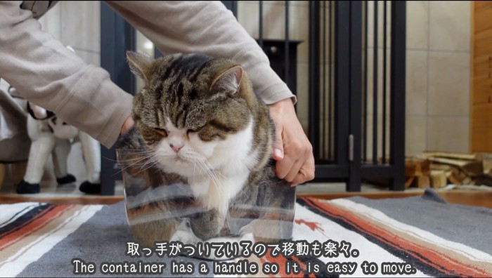 猫の入った箱の取っ手を持つ人