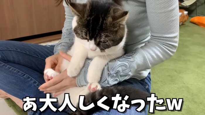 抱っこされて下を見る猫