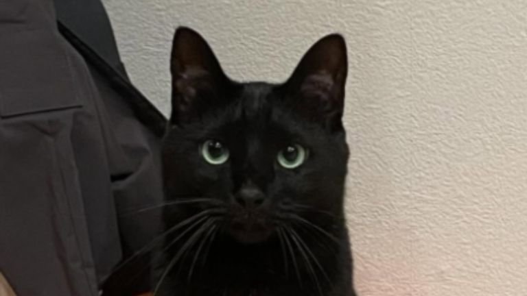 椅子に座る猫