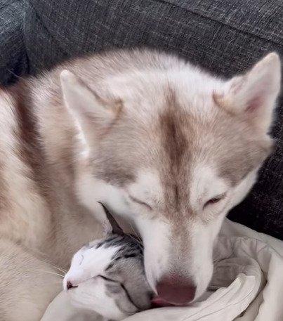 子猫の耳後ろを舐める犬2