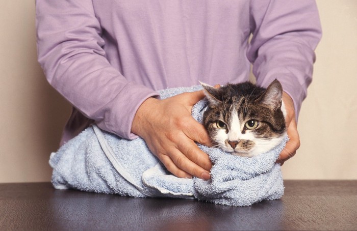 タオルにくるまれている猫