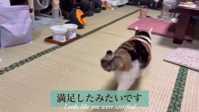 「満足したみたいです」の文字と猫の後ろ姿