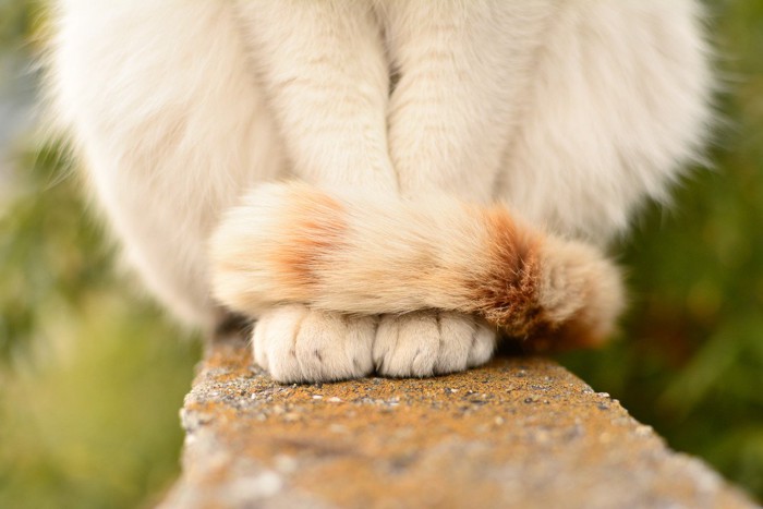 細いところに座る猫の前足