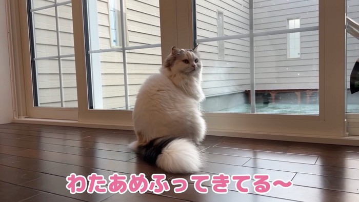 窓際に座る猫