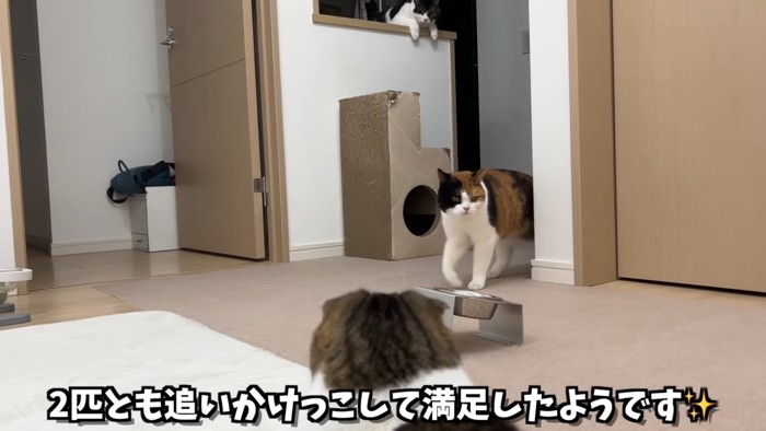 歩いてる三毛猫