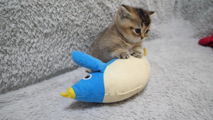 ペンギンの上に乗る子猫