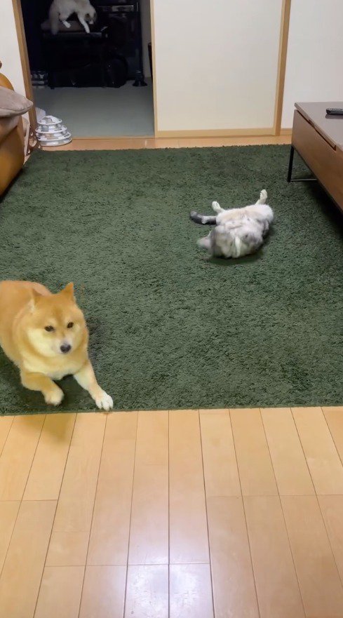 仰向けになってくつろぐ猫