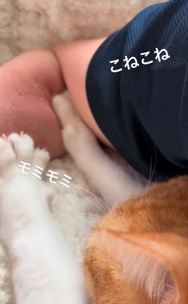 両前足でコネコネする猫2