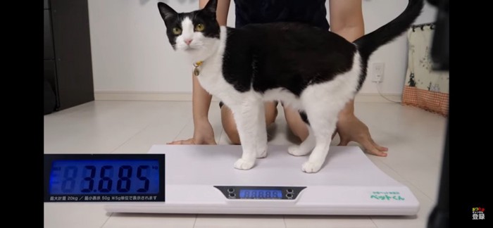 約3.6kg