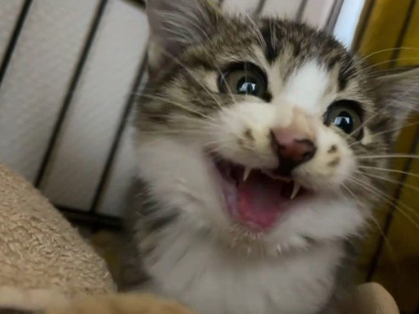 鳴いている子猫
