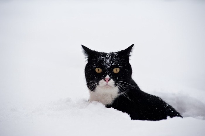 雪の中の猫