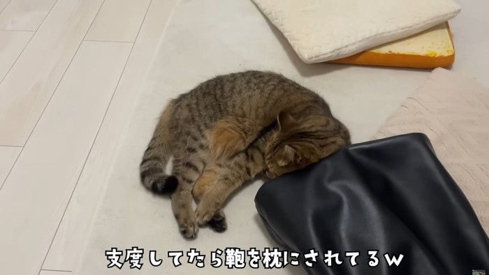 鞄と寝転がっている猫