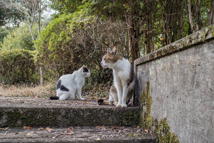 視線を合わせない2匹の猫