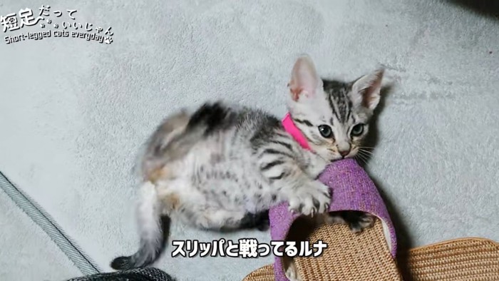 スリッパを前足でおさえて噛む子猫