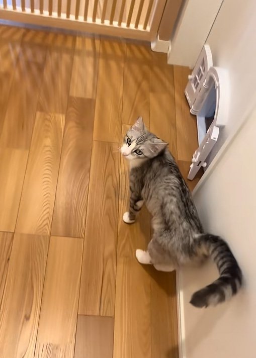 ついてくる猫