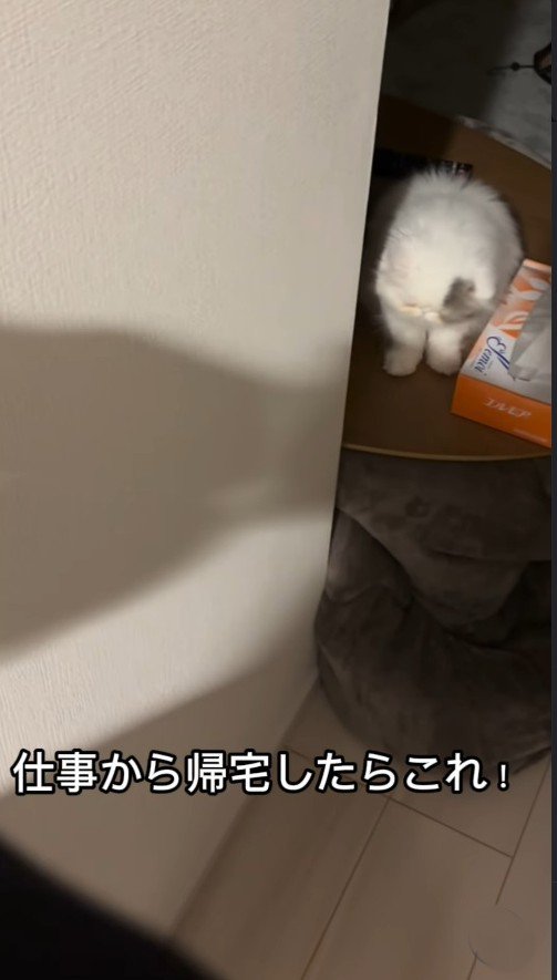 テーブルの上にいる子猫